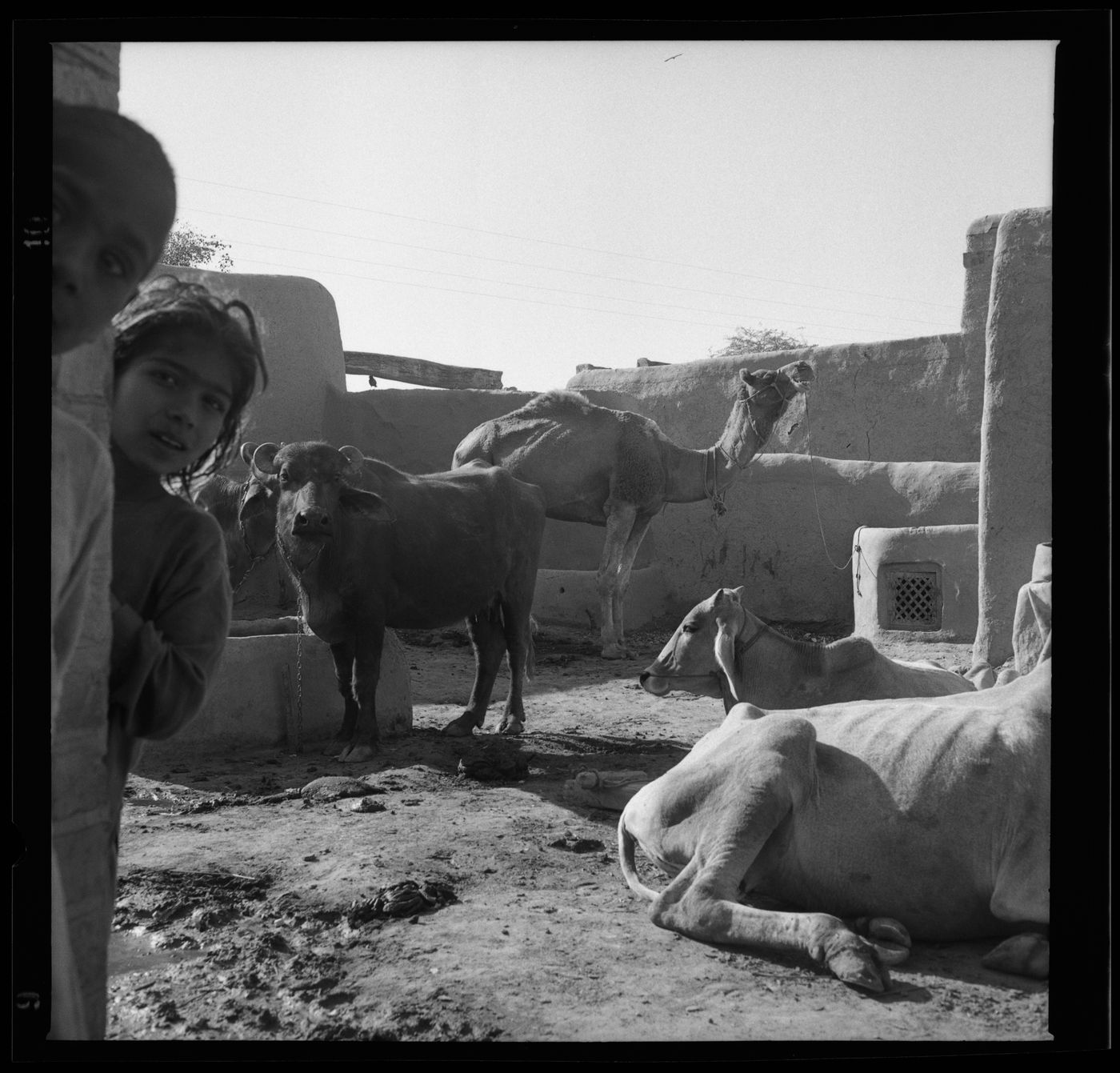 Cows resting in the courtyard of a rural house in Chandigarh's area before the construction, India