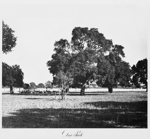 View of the estate grounds: Deer Park, Thurlow Lodge, Menlo Park, California