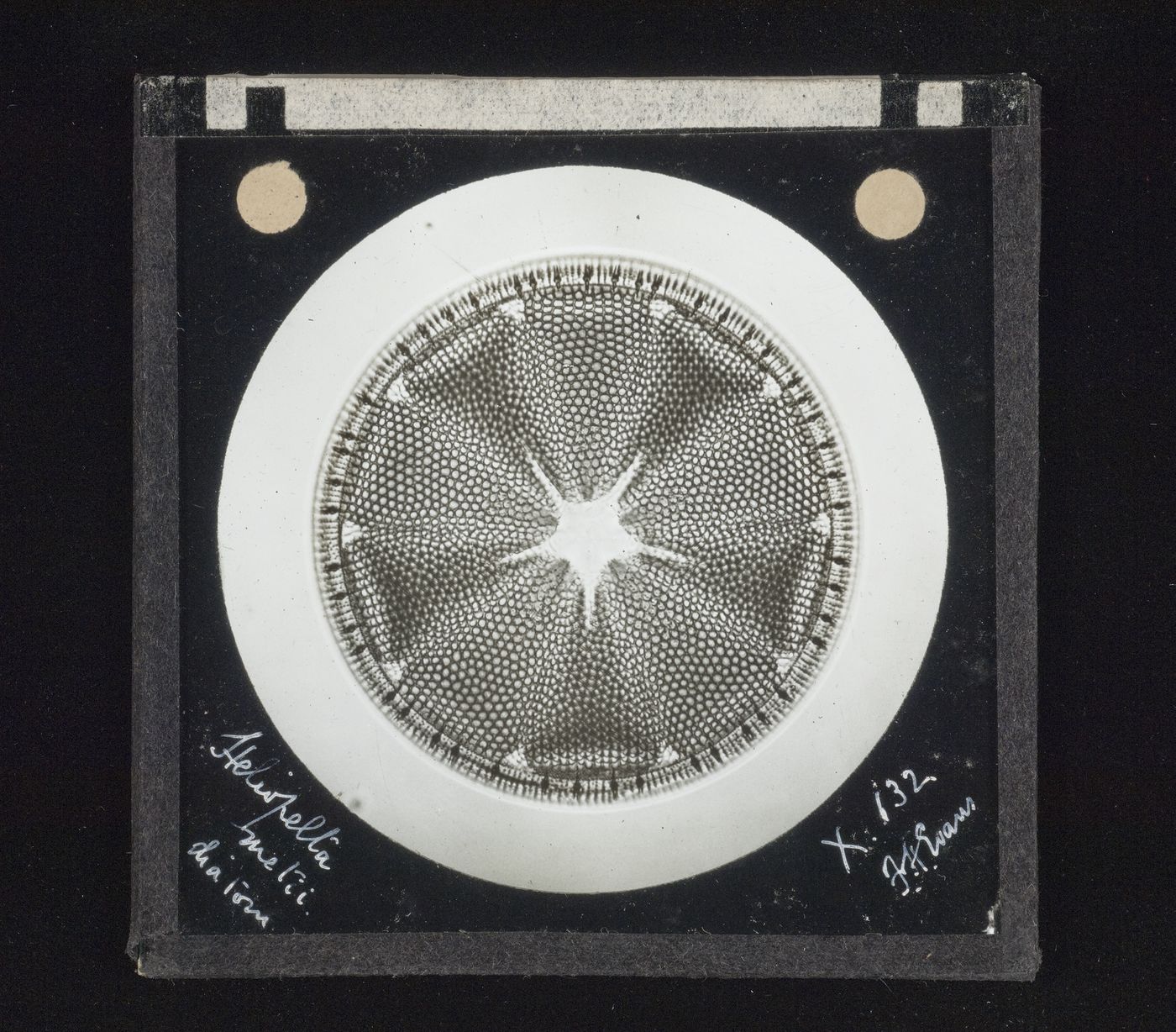 Photomicrograph of heliopelta metii diatom