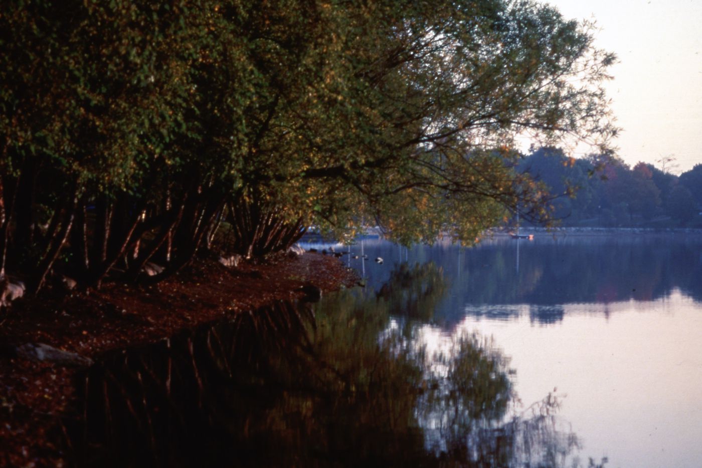 Photograph of river landscape for research for Olmsted: L'origine del parco urbano e del parco naturale contemporaneo