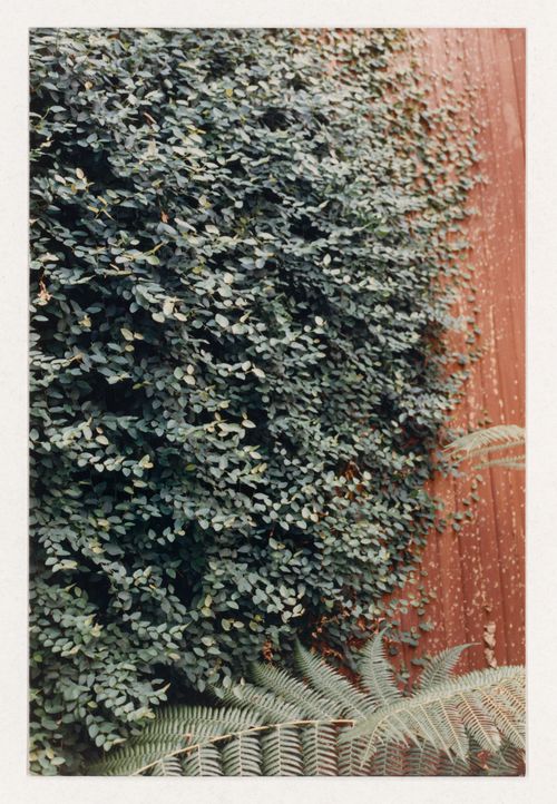 Plant reference photograph for landscape design projects