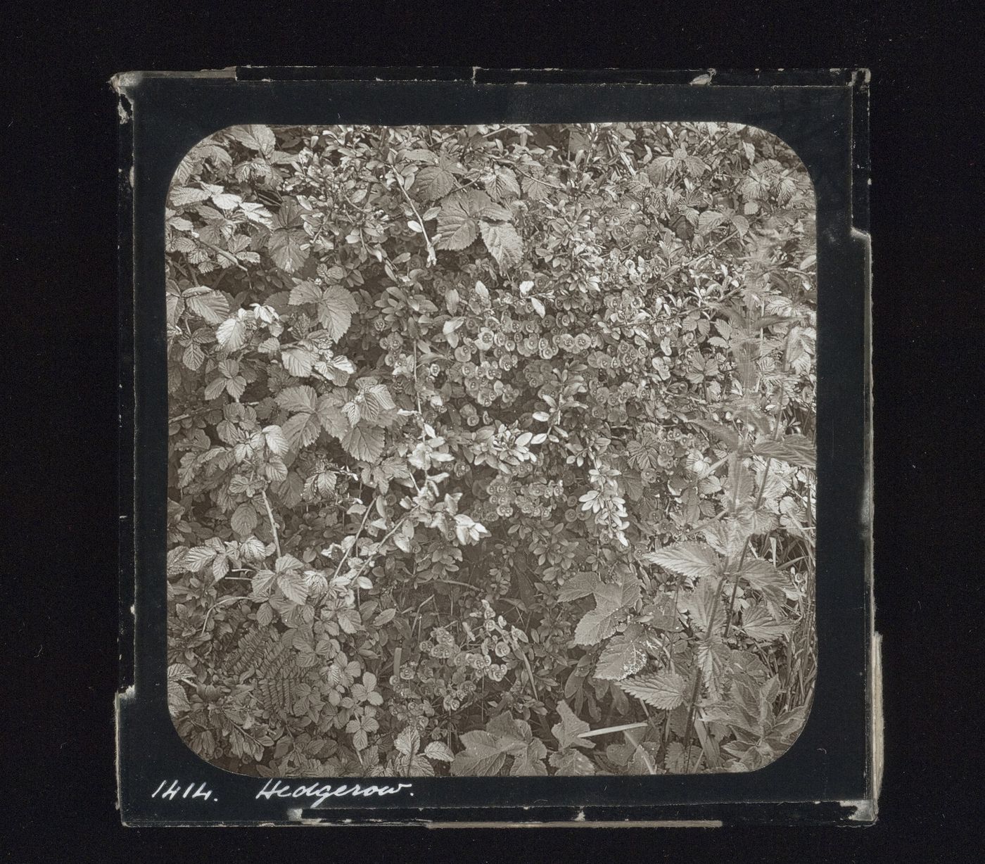 Detail view of hedge