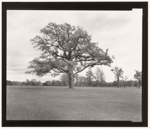 Maple tree, Delaware Park, Buffalo, New York