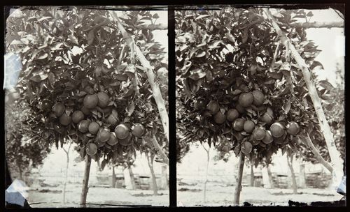Stereograph of an orange tree, California, United States of America