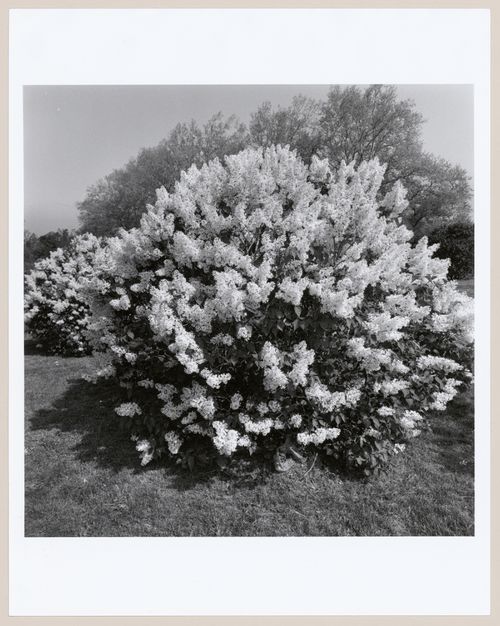 Highland Park, Rochester, New York