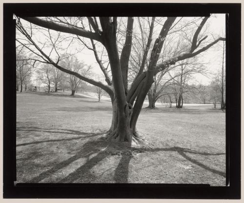 Tree (picnic area near club house), Cherokee Park, Louisville, Kentucky