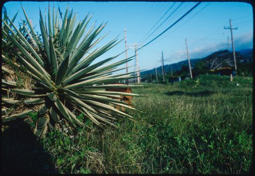 Plant and animal, Jamaica