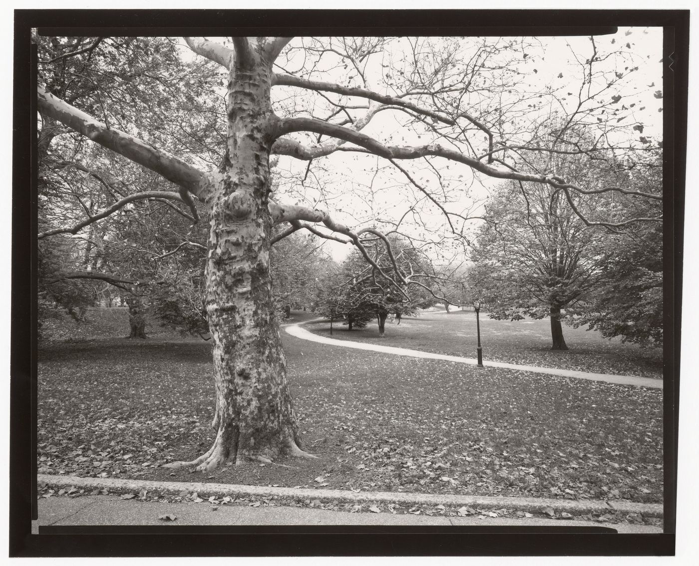 View of the East Meadow, Central Park, New York City, New York