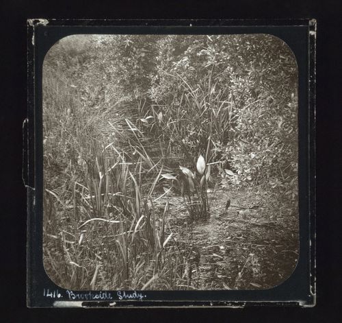 View of an unidentified side of brook