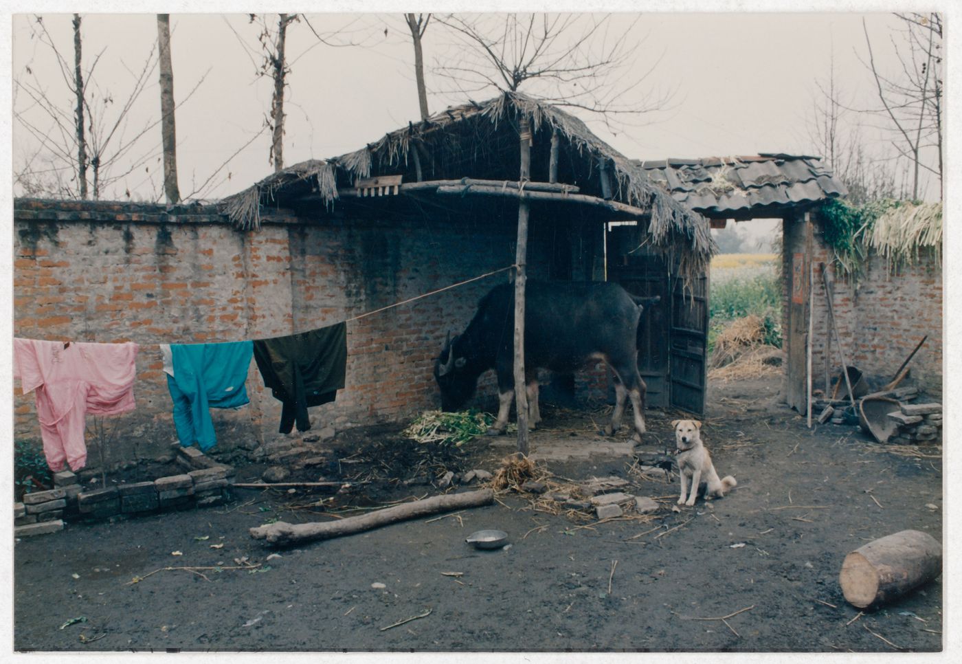 View of rural house interior court with dog and cow in Sichuan province, China