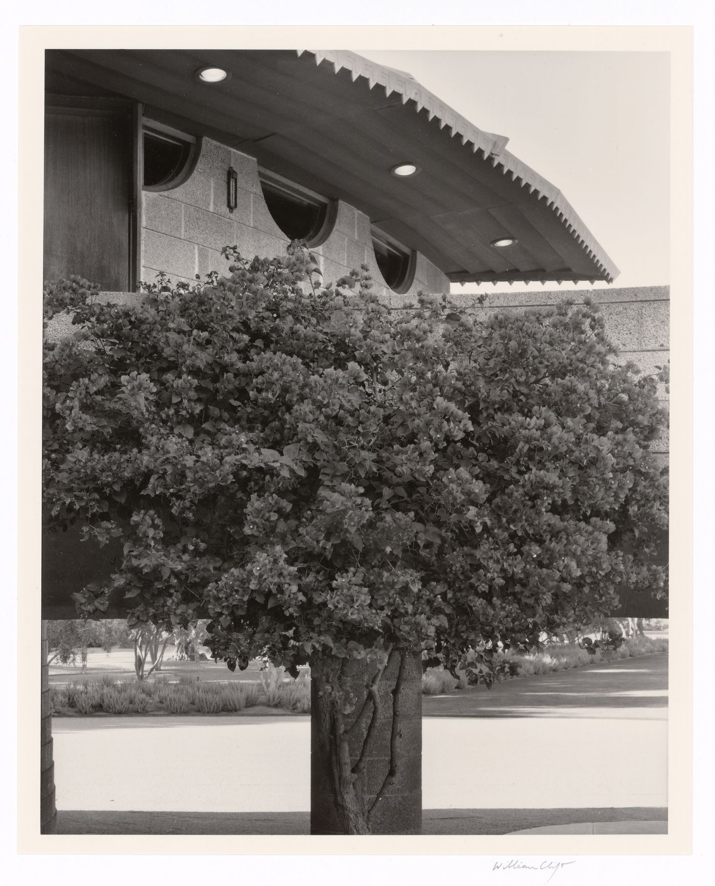 Bougainvillea and ornamental teeth, from the series The David and Gladys Wright House