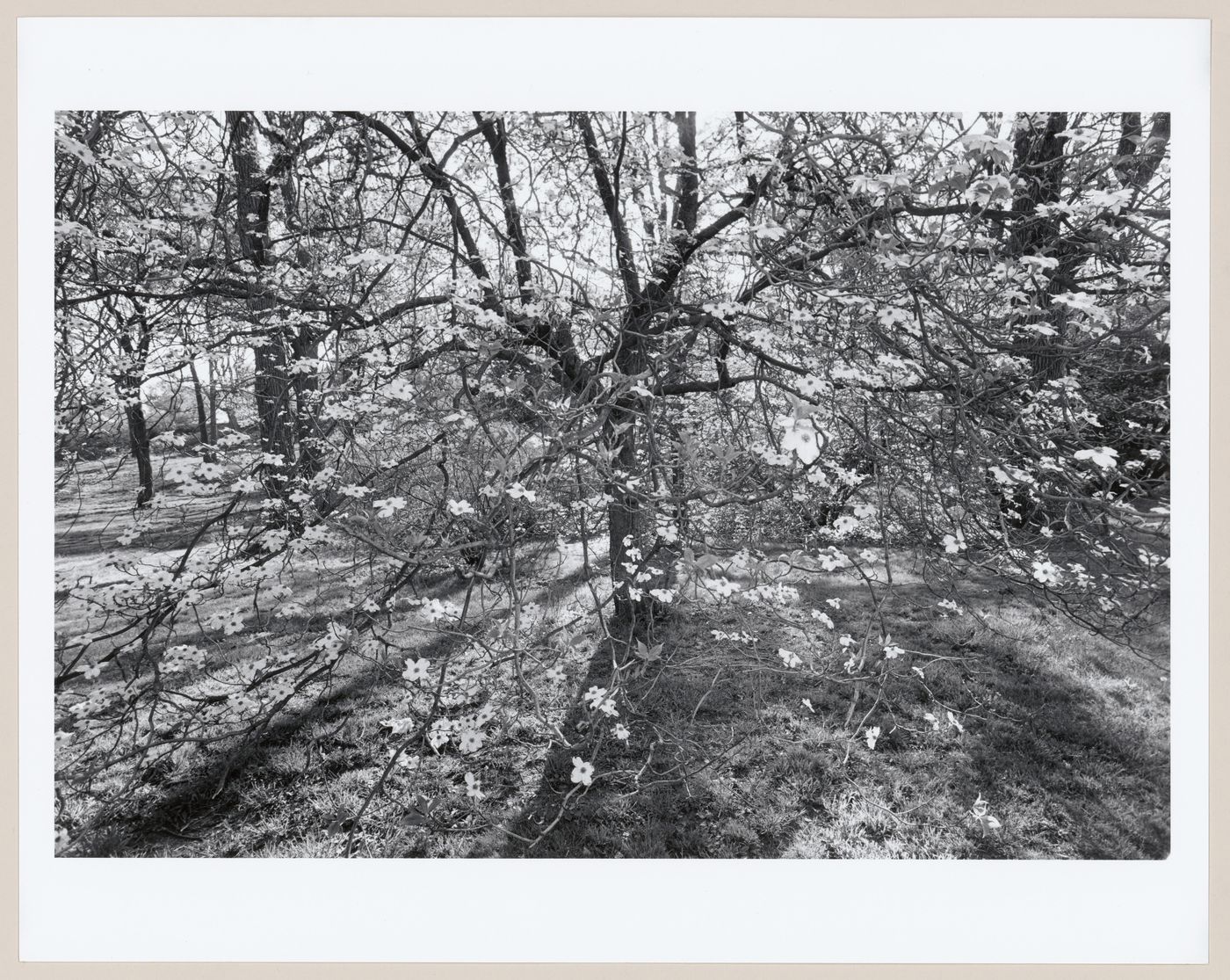Flowering [...], The Arnold Arboretum in bloom, Boston, Massachusetts