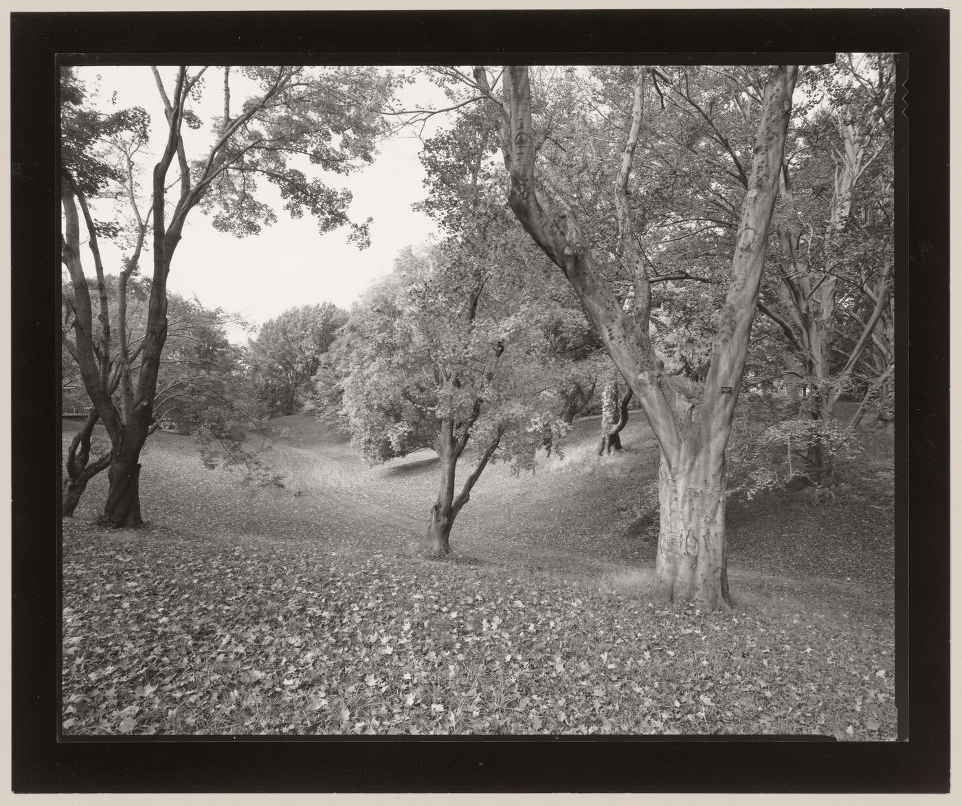 Beech tree, Highland Park, Rochester, New York