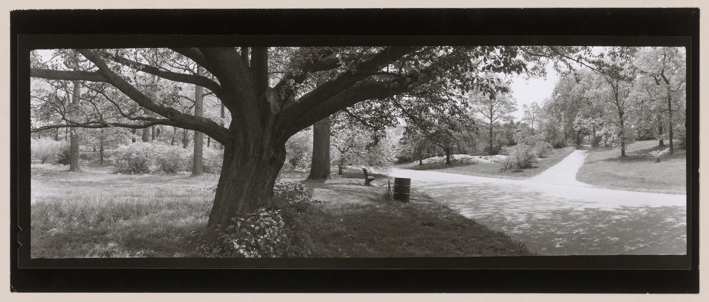 Arnold Arboretum, Boston, Massachusetts