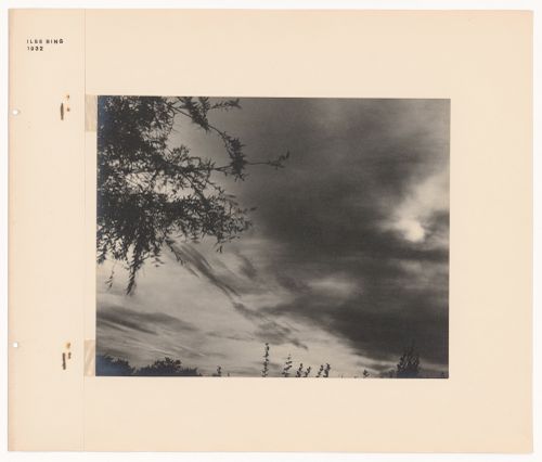 View of a tree and the sky above the New Jewish Cemetery [Neuer Jüdischer Friedhof], Frankfurt am Main, Germany