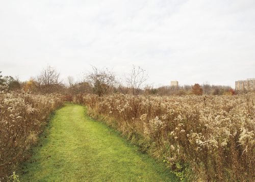 An Enduring Wilderness: Humber Arboretum, Toronto
