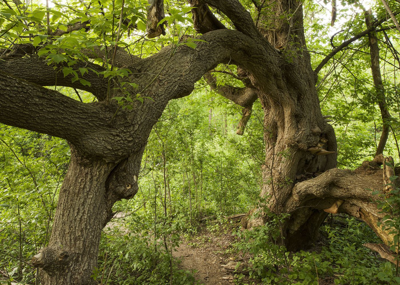 An Enduring Wilderness: Glendon Forest, Toronto