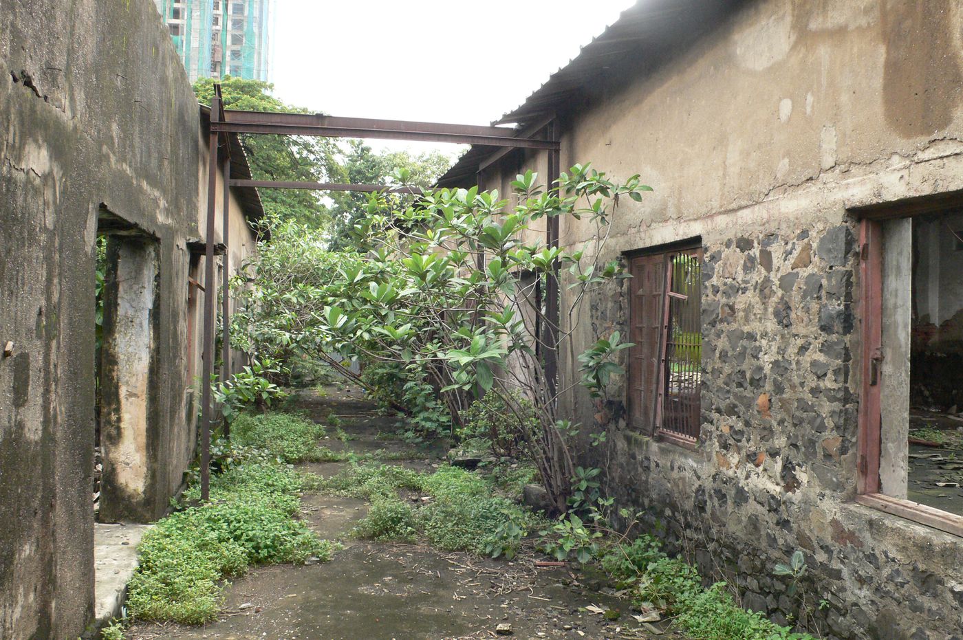 Saat Rasta : overgrown vegetation in existing building