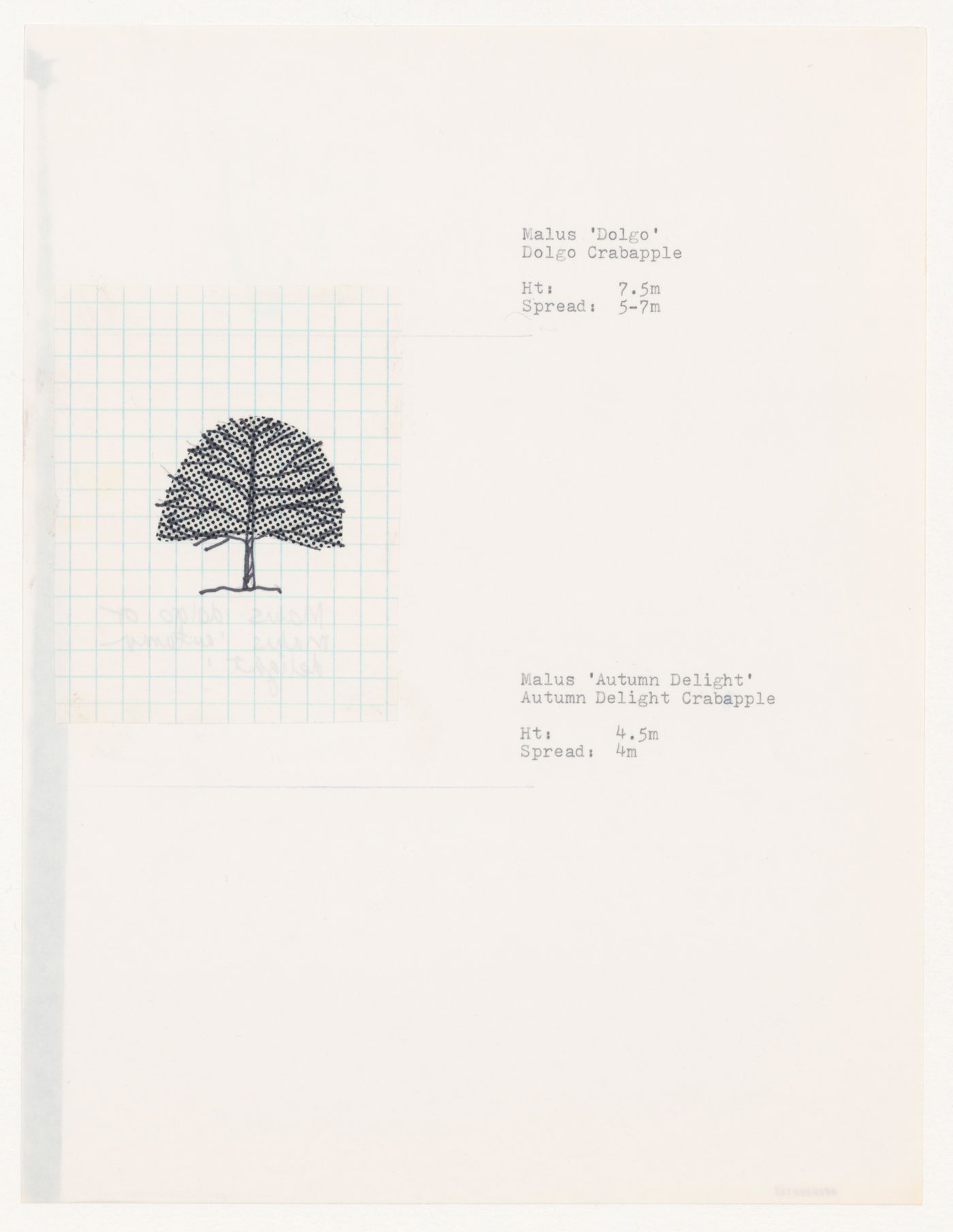 Plant specifications with illustration of specimens for National Gallery of Canada, Ottawa, Ontario