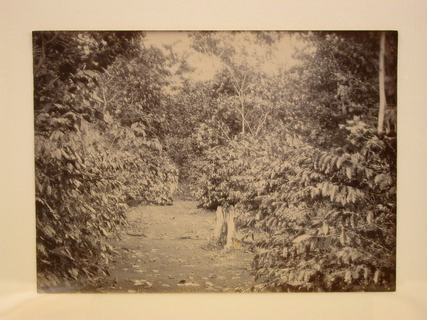View of a plantation [?] after a storm