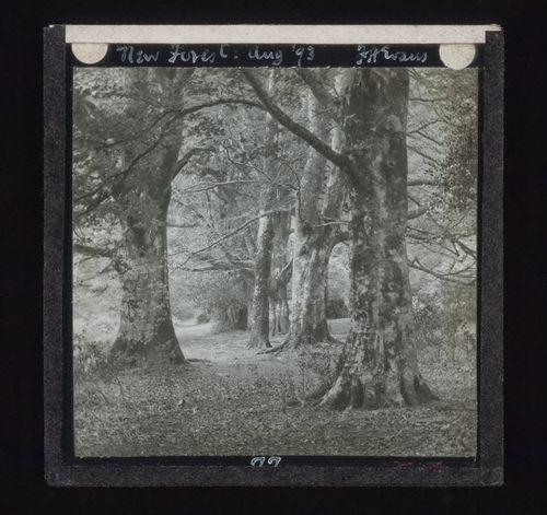 View of trees within forest, New Forest, Hampshire, England