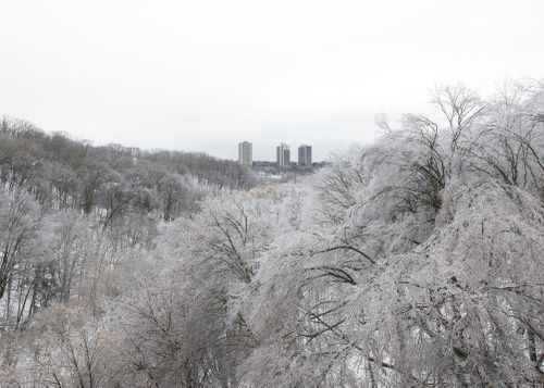 An Enduring Wilderness: Park Drive Reservation Lands looking east, Toronto, Ontario, Canada