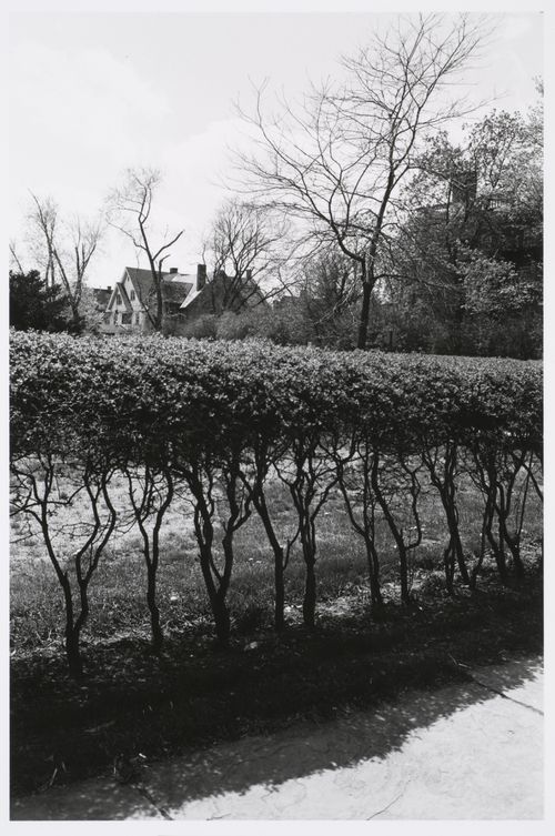 Three-storey house seen across the tops of pruned shrubbery lining a sidewalk, Rochester, New York