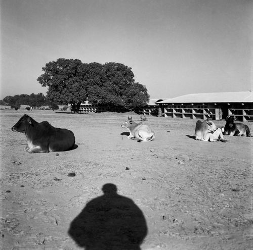 The Architects' Office in sector 19 in Chandigarh, with Pierre Jeanneret's shadow in the foreground
