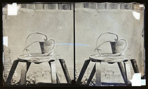Stereograph of unidentified white creeping Cereus cactus, California, United States of America