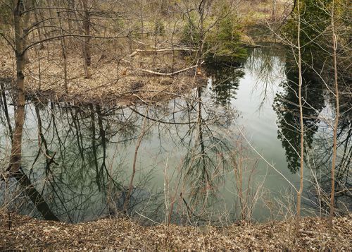An Enduring Wilderness: Beaver dam, Rouge Park, Toronto