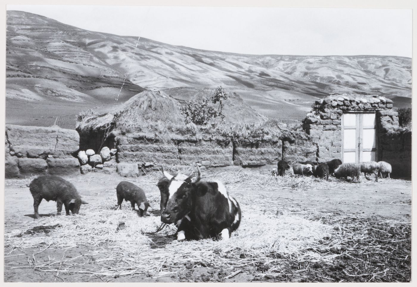 Animals eating grass, South America