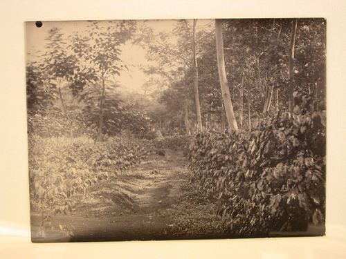 View of a path through a plantation [?]