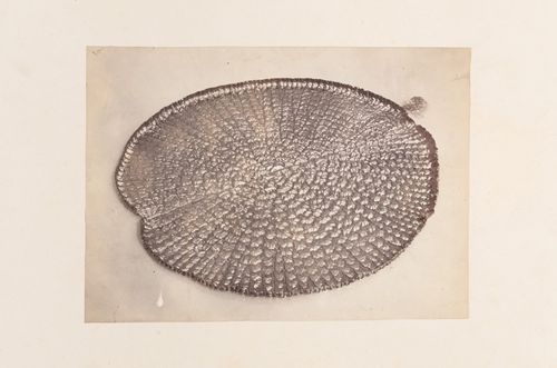 View of a lotus leaf floating on water, probably in Penang (now Pinang, Malaysia)