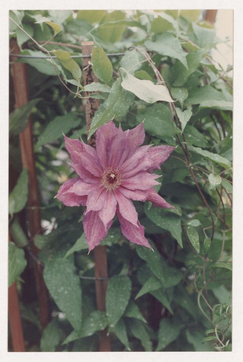 Plant reference photograph for landscape design projects