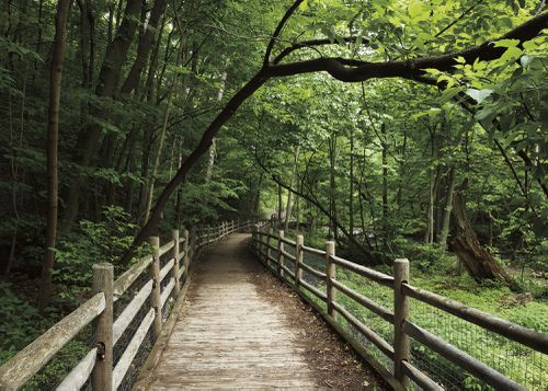 An Enduring Wilderness: Burke Brooke Ravine Trail, Sunnybrook Park, Toronto