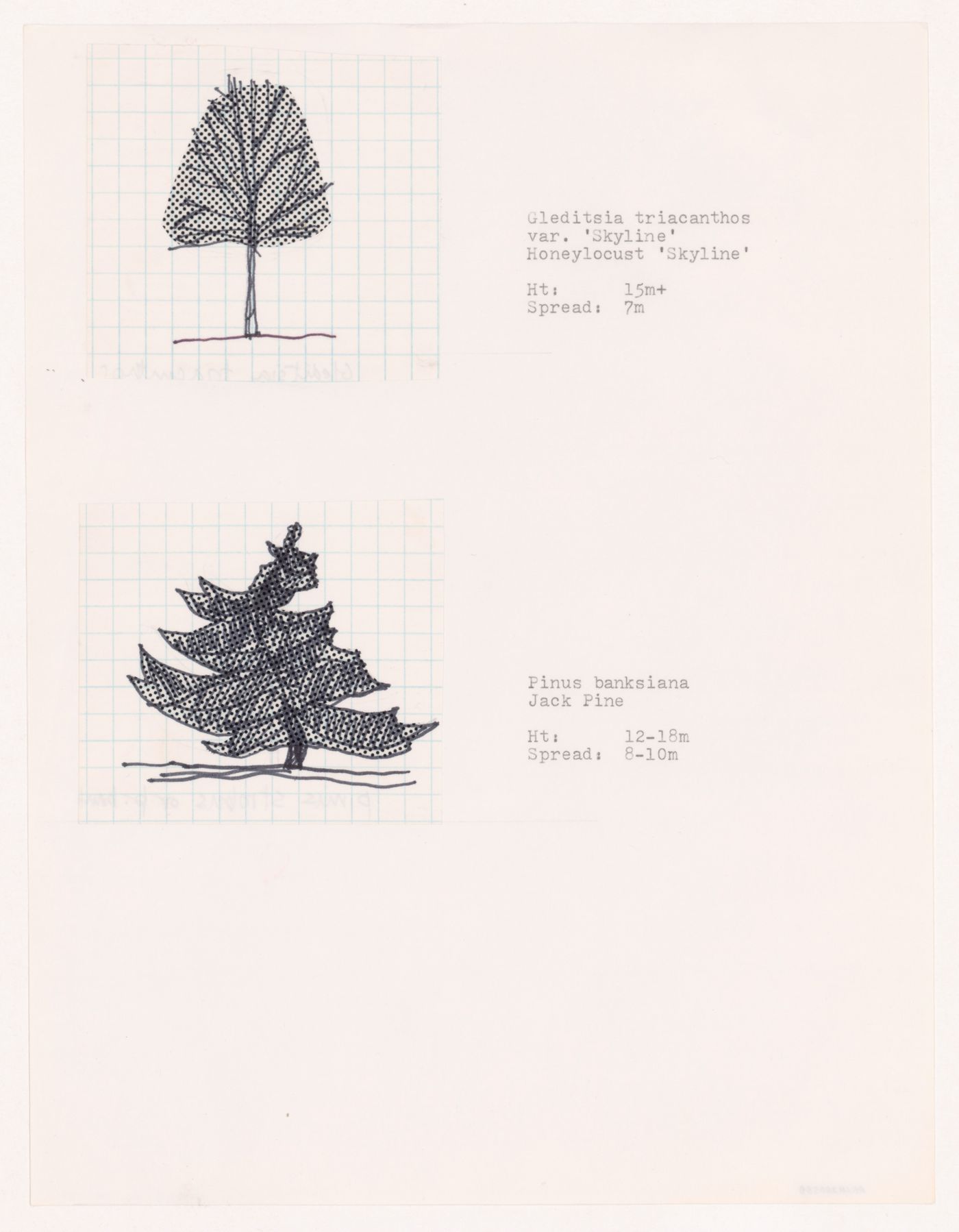 Plant specifications with illustration of specimens for National Gallery of Canada, Ottawa, Ontario