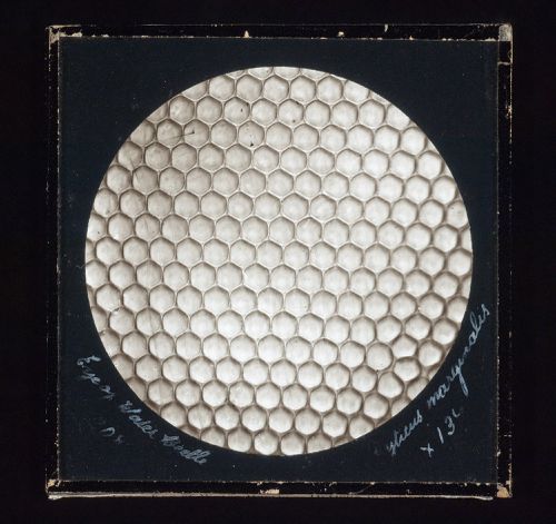 Photomicrograph of eye of water beetle