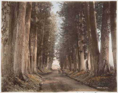View of the cedar-lined Onari Kaido road showing buildings in the background, Imaichi, near Nikko, Japan