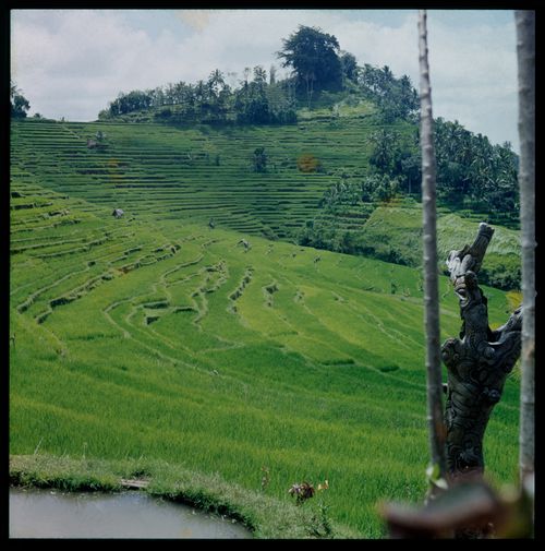 View of terraced rice field, Bali, Indonesia