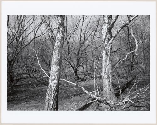 Central Park, Manhattan, New York City, New York