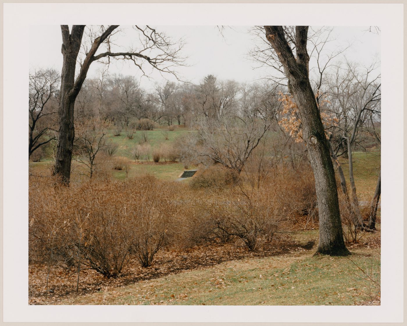 Viewing Olmsted: View of Arnold Arboretum, Boston, Massachusetts