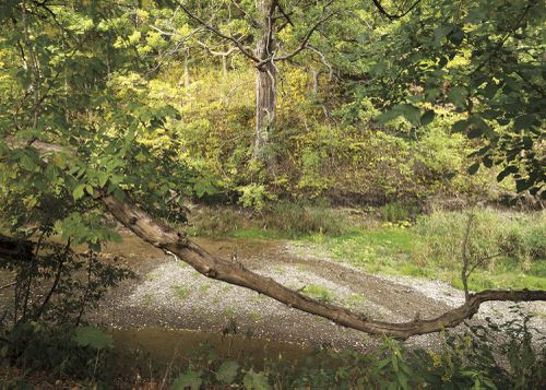 An Enduring Wilderness: Mast Trail, Rouge Park, Toronto