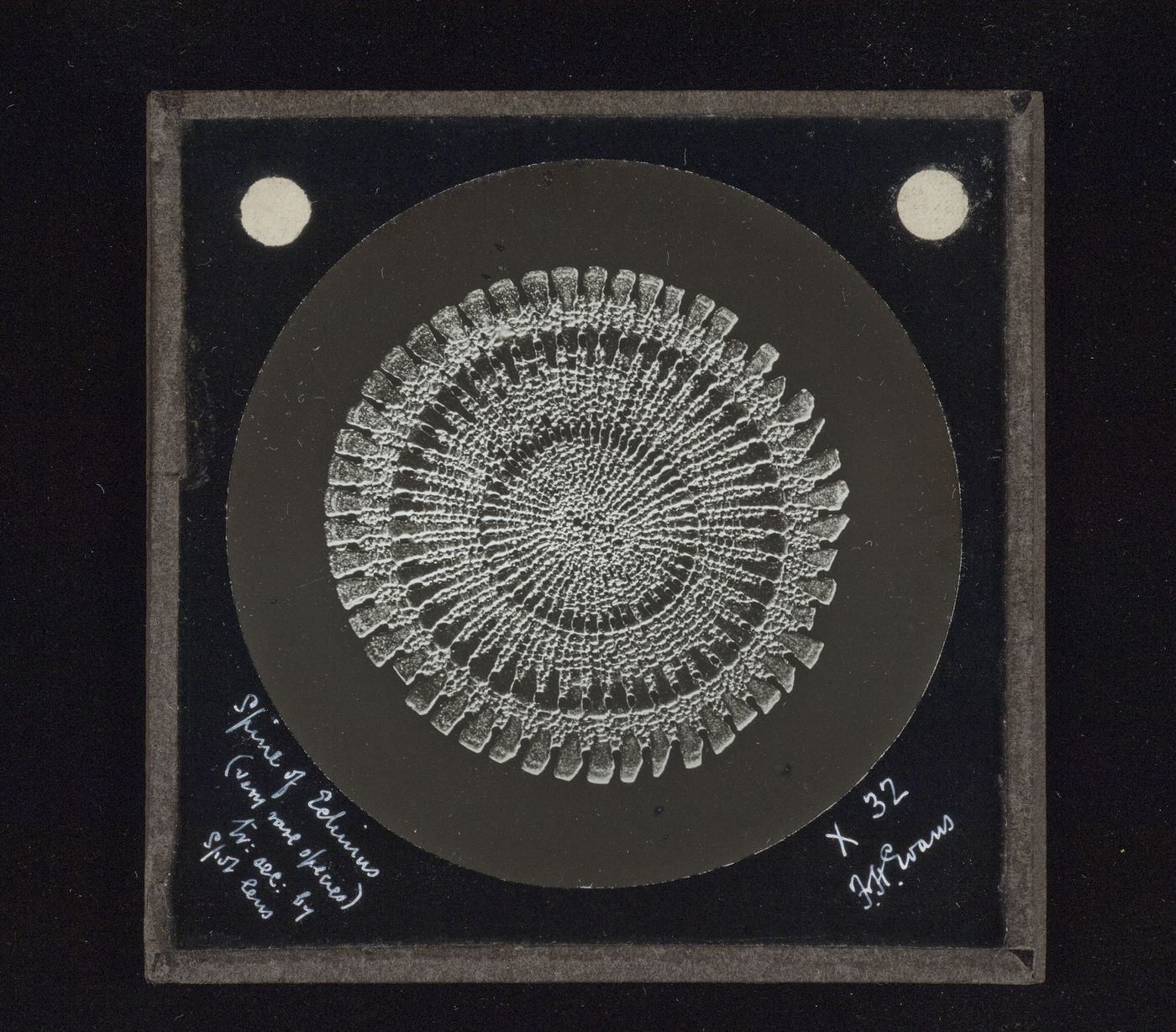 Photomicrograph of spine of echinus