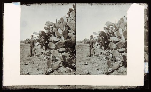 Stereograph of man with gun and two desert hares posing in front of gaint prickly pear cactus, California, United States of America