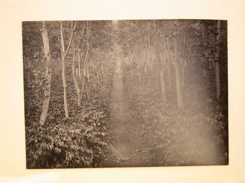 View of a path through a plantation [?]