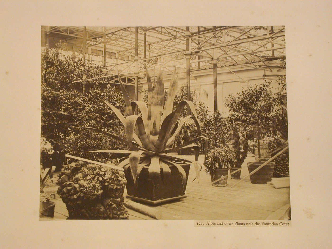 Plants near the Pompeian Court, Crystal Palace, Sydenham, England