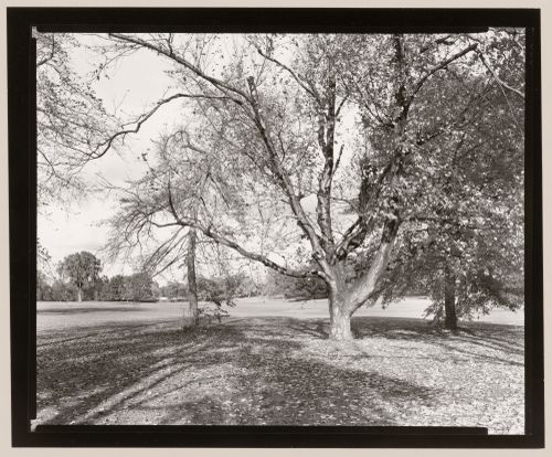 Meadow, Genesee Valley Park, Rochester, New York
