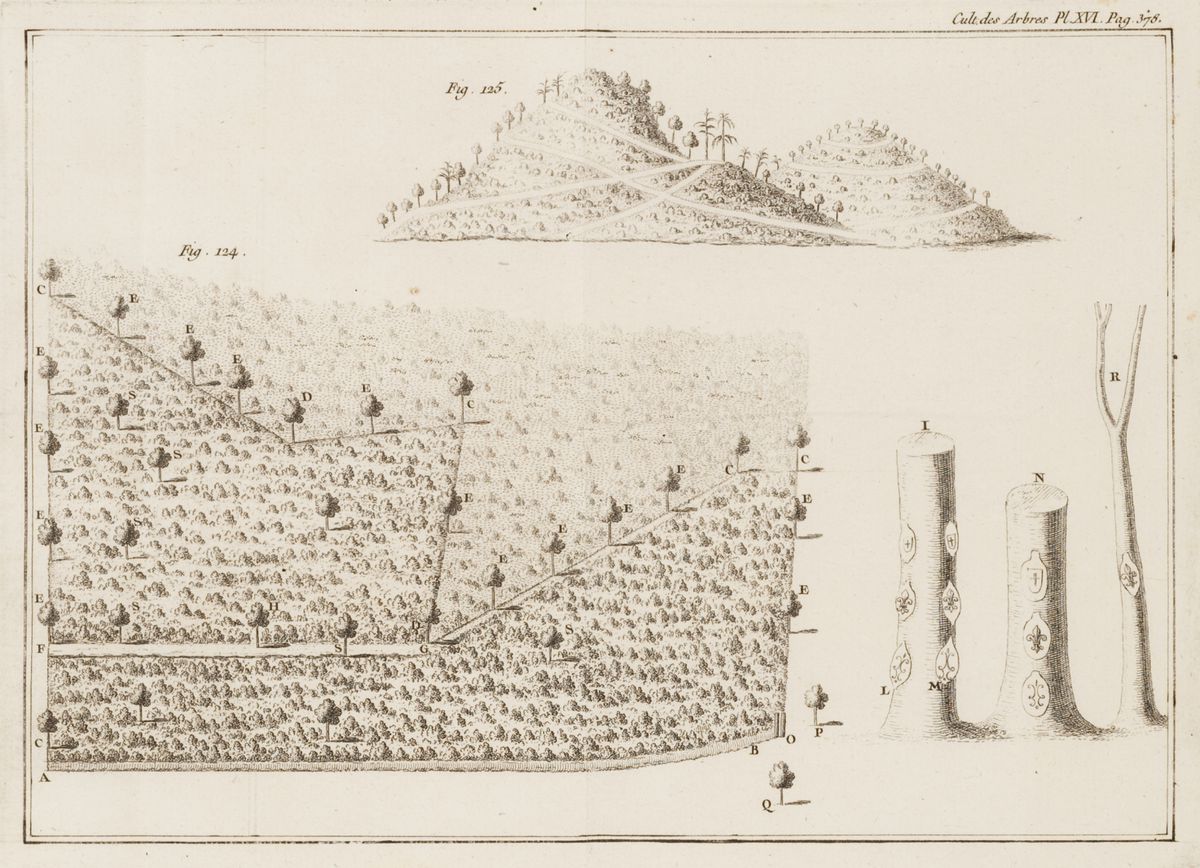 Plate XVI from Duhamel du Monceau, M. <i>Des semis et plantations des arbres, et de leur culture</i>. (Paris : H.F. Guerin & L.F. Delatour, 1760)