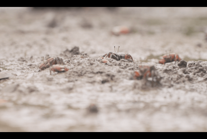 Image tirée du film documentaire À travers l’île