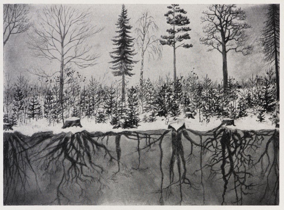 Figure 20: Relationship between conditions above and below forest ground, from <i>Die Reichsautobahn im Wald</i>. (Berlin : Volk und Reich Verlag, 1938)